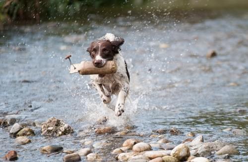 GUN DOG TRAINING FOR PET DOGS Spring 2025 Date TBC