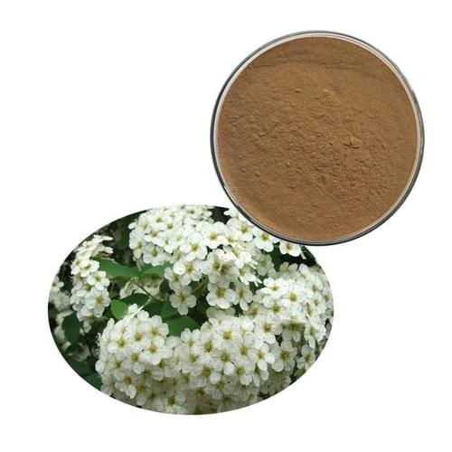 Meadowsweet Extract (Filipendula ulmaria) 10:1Spiraea salicifolia L,Spiraea Ulmaria Extract