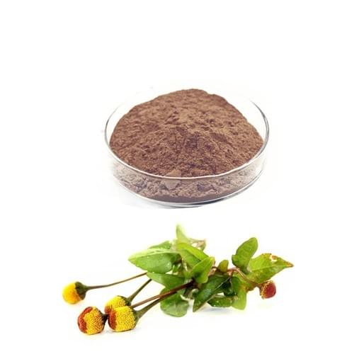 Spilanthes Acmella P.E/ Astronomical grass extract/Spilanthes paniculata extract 20:1