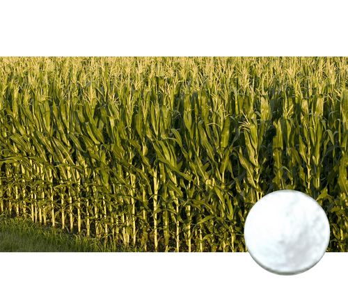 Chinese natural herb 100% corn leaf extract good for depression