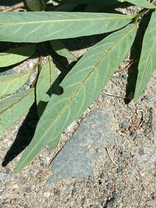 Annona sp Narrow leaf _Annonaceae ( 3 Seeds Pack)