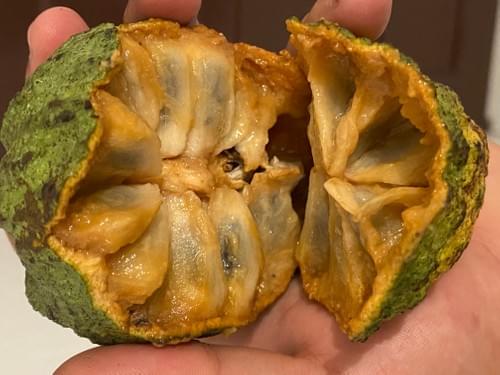 Annona rugulosa var "Gigante "