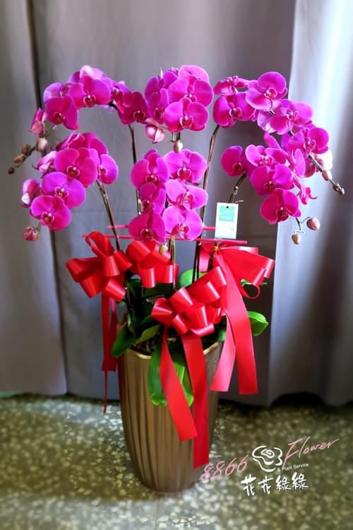 蘭花盆栽 花花綠綠專門店66flower 蘭花盆栽 花花綠綠專門店66flower