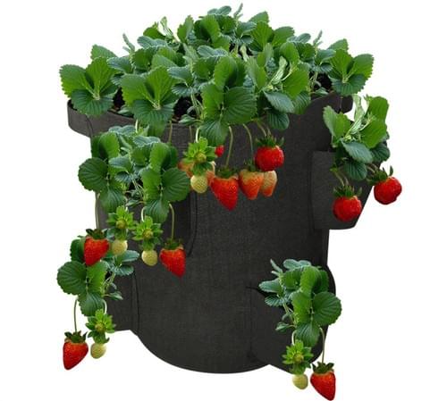 Strawberry Grow Bags