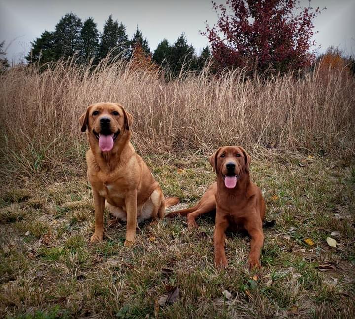 Rustic Fields Fox Red Labradors