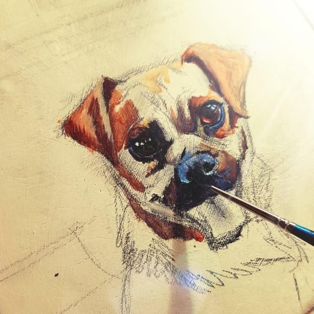 Pet Portraits
