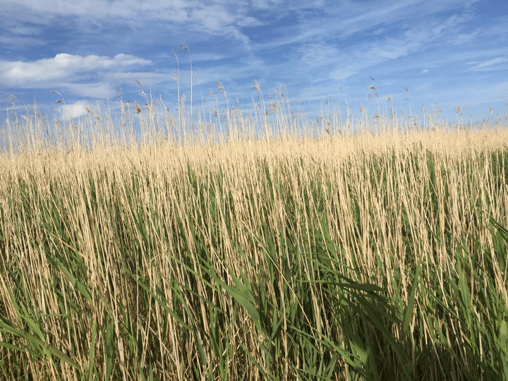 Image of a wild country field