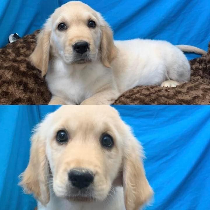 Claremont Puppies and Pets