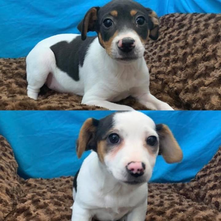 Claremont Puppies and Pets