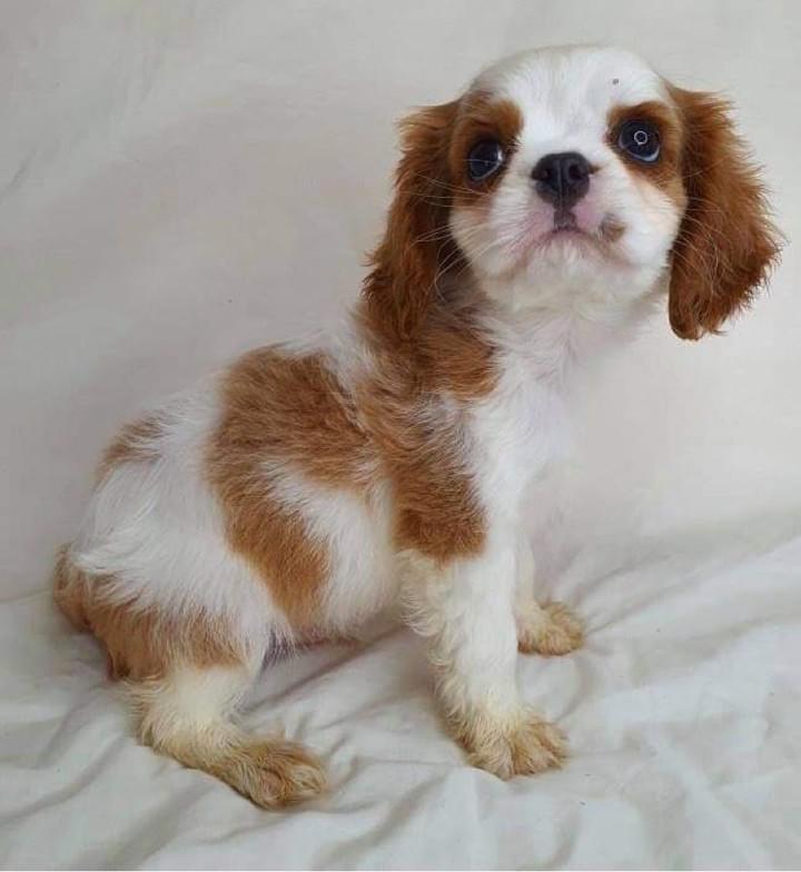 Claremont Puppies and Pets