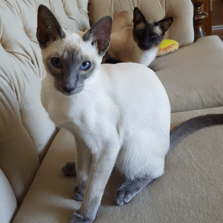 Classic Jewels Siamese Classic Jewels Siamese