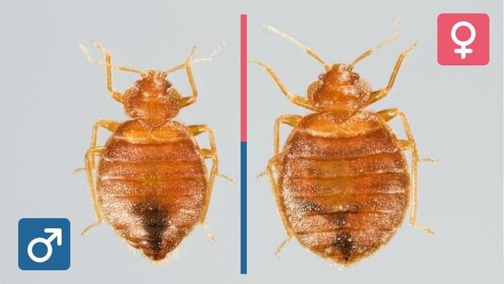 detection punaise de lit