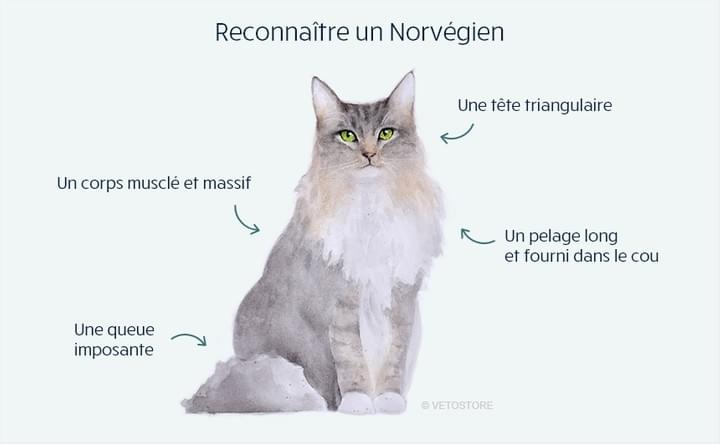 Le Chat Norvegien Chat Hotel Et Chaleroi Pension Feline Et Elevage De Chats
