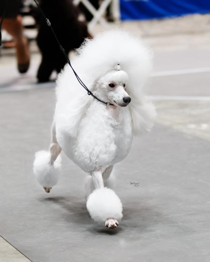 Dr grueva 2025 miniature poodles