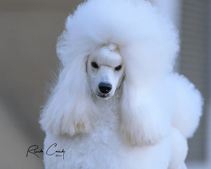 Dr grueva 2025 miniature poodles