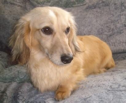 full circle dachshunds