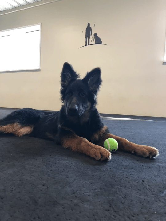 Services EDOT Erin's Dog Obedience Training A Happy Dog Is A