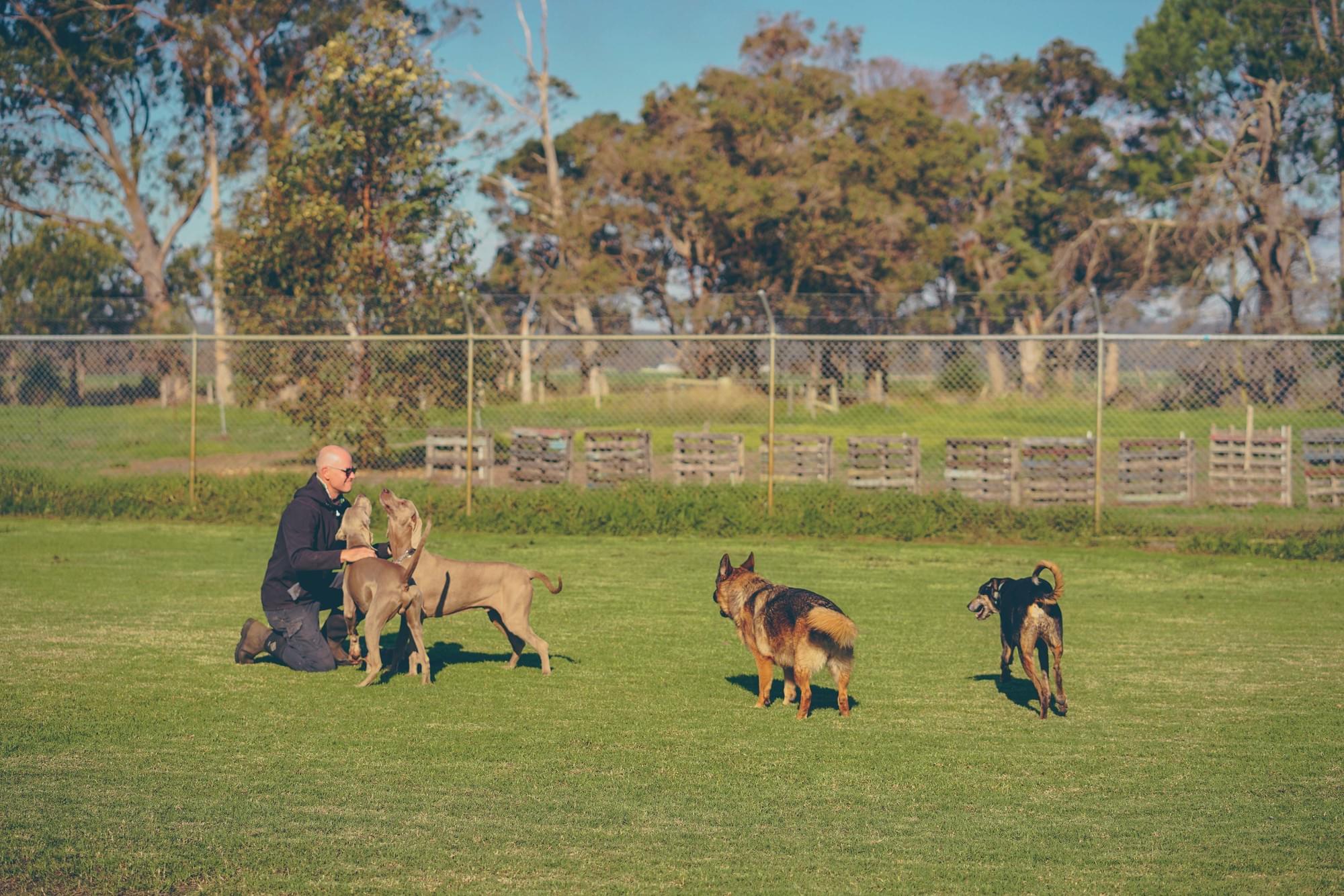 FAQ's Marlee Country Kennels