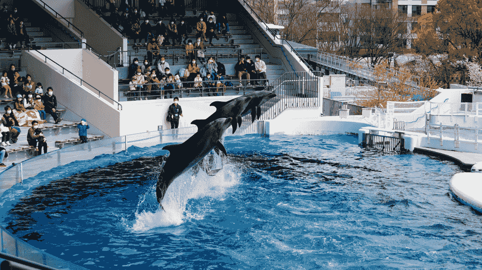 Dubai: Dubai Dolphinarium Dolphin, Seal & Bird Show Tickets