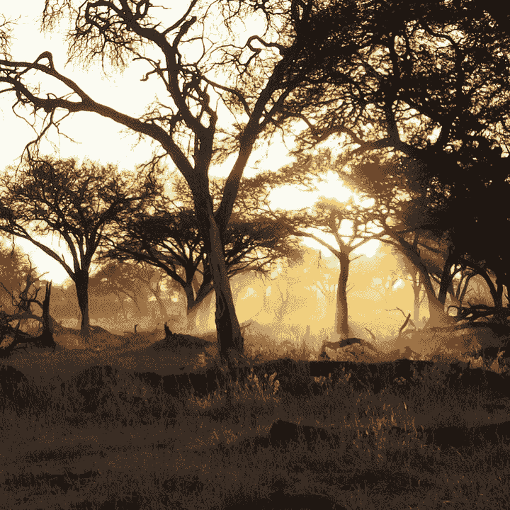 Conquer Africa's iconic peaks with our thrilling mountain climbing expeditions. Whether you're a seasoned climber or a beginner, our team will support you every step of the way. Immerse yourself in breathtaking views and the rich cultures that surround these majestic mountains. Mountain Climbing Expeditions What We Offer African Elephant Tours and Safaris is an African safari offering a full service for safaris and Mountain climbing expeditions, and beach holidays throughout Africa