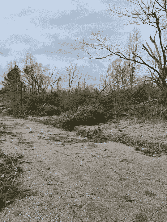 Brush Removal Experts Traverse City