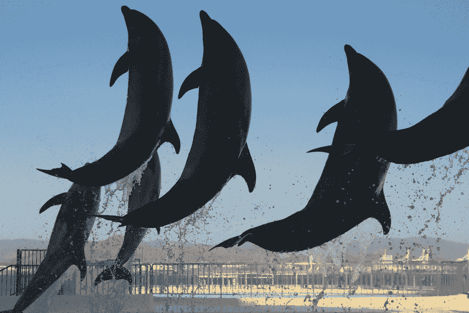 Dubai: Dubai Dolphinarium Dolphin, Seal & Bird Show Tickets