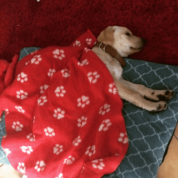 We ensure that your pets receive the necessary exercise with daily walks and playtime, promoting their physical and mental well-being. Walks and Exercise What do we offer PawHouse is a pet hotel at home where dogs and cats receive care, affection, and fun while their owners cannot attend to them. We offer safe accommodation, walks, games, daily photos, and personalized attention in a family environment full of love.