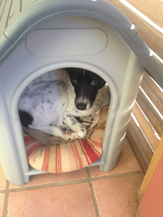 Our pet hotel offers a safe and comfortable environment where your dog or cat can relax and feel at home, surrounded by love and constant care. Safe Accommodation What do we offer PawHouse is a pet hotel at home where dogs and cats receive care, affection, and fun while their owners cannot attend to them. We offer safe accommodation, walks, games, daily photos, and personalized attention in a family environment full of love.