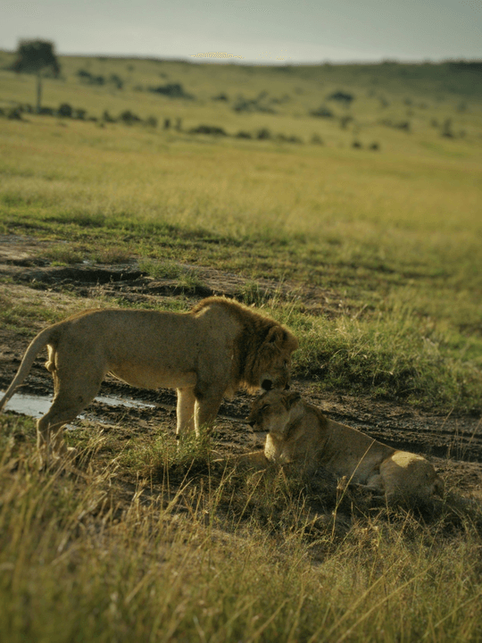 Big Five safari in Hluhluwe–iMfolozi Park on the Elephant Coast of South Africa