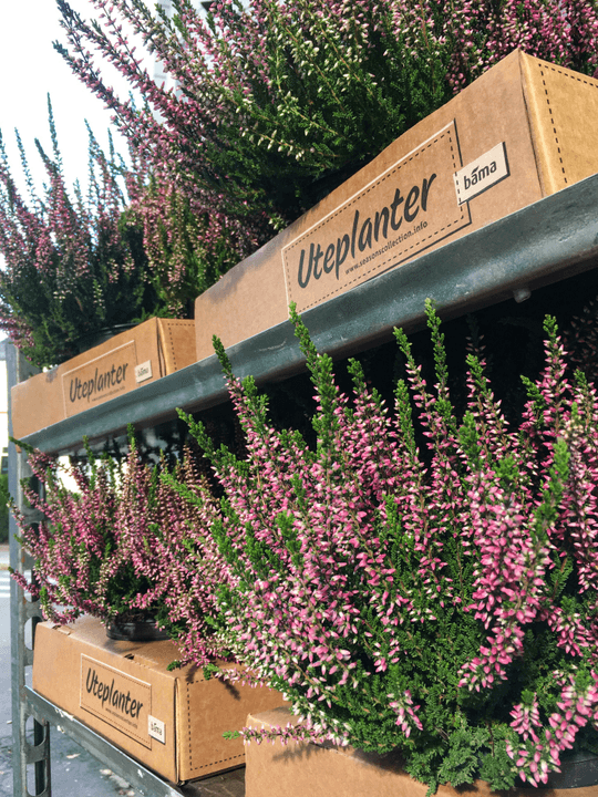 Everbefloral specializes in high-quality preserved flowers for various occasions.