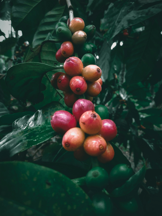 At Barrel 99, we pride ourselves on sourcing exceptional varietals from boutique vineyards. Each selection is carefully curated to reflect the unique terroir and craftsmanship of independent winemakers, ensuring a distinct experience with every sip. Curated Selections Our Craft Private by design. Poured with intention.

Barrel 99 is a curated wine experience inspired by the art of the private pour — that elusive tasting drawn straight from the barrel before the blend is bottled, labeled, or known to the world. We source select varietals in collaboration with boutique vineyards and independent winemakers, offering limited-run releases that celebrate craftsmanship, character, and the slow beauty of aged excellence.

Each bottle from Barrel 99 represents more than wine — it’s a moment captured at its peak, reserved not for mass production but for those who appreciate the nuance of a small batch, the warmth of quiet ritual, and the privilege of drinking something not yet meant for everyone.

This is wine as it was meant to be discovered: quietly, beautifully, and one barrel at a time.