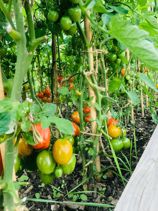 Our process of transformation allows us to enhance our products, while ensuring their marketing in local and international markets. Transformation and commercialization Our Mission We do production, collection, storage, transformation and marketing of products including coffee, cocoa, rubber, palm, food crops, livestock products and other agricultural products of the members.