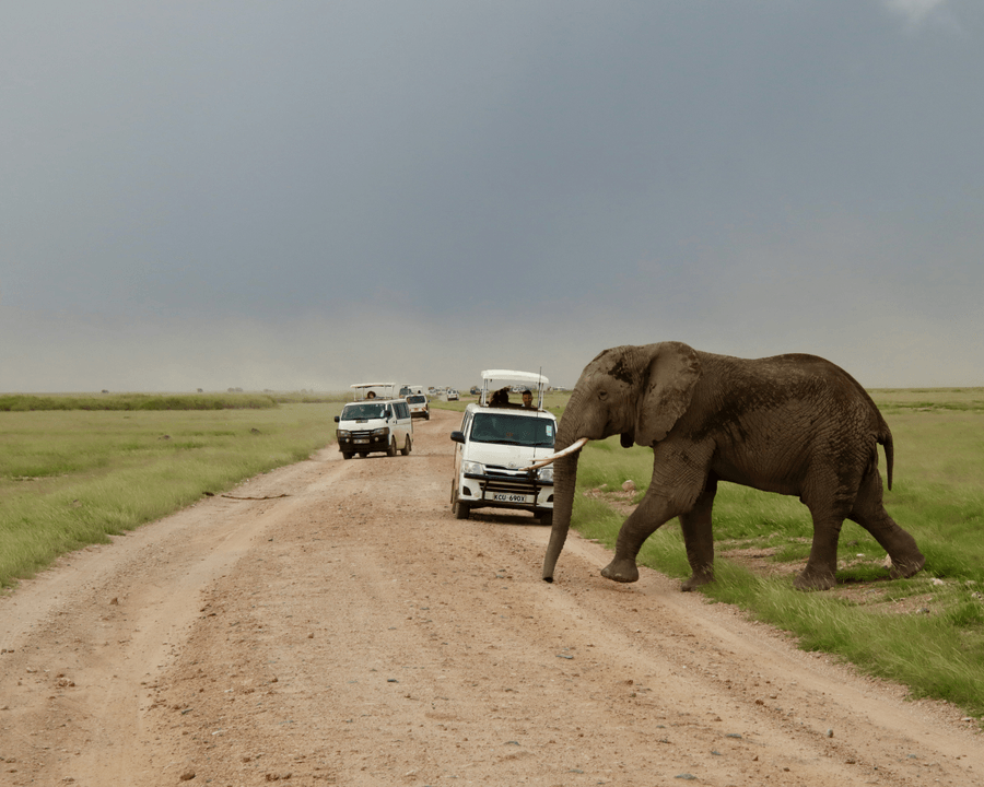 Safari experience near St Lucia with elephants crossing the road in iSimangaliso Wetland Park