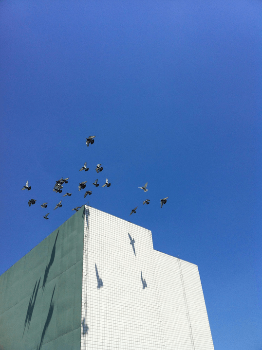 We offer pigeon repellents of the highest quality standards, ensuring long-lasting effectiveness. Our state-of-the-art technologies are based on research and development to ensure optimal protection of your property from pesky birds. High quality What we do  Pigeon repellent installation company in Dammam and Eastern Province