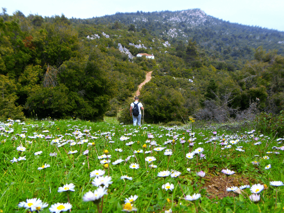 Explore our selection of fresh and quality plants! Discover our aromatic plants Gathering and sale of aromatic plants