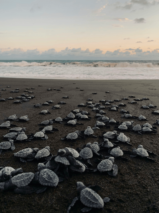 Guided leatherback turtle tour on the beaches of iSimangaliso Wetland Park