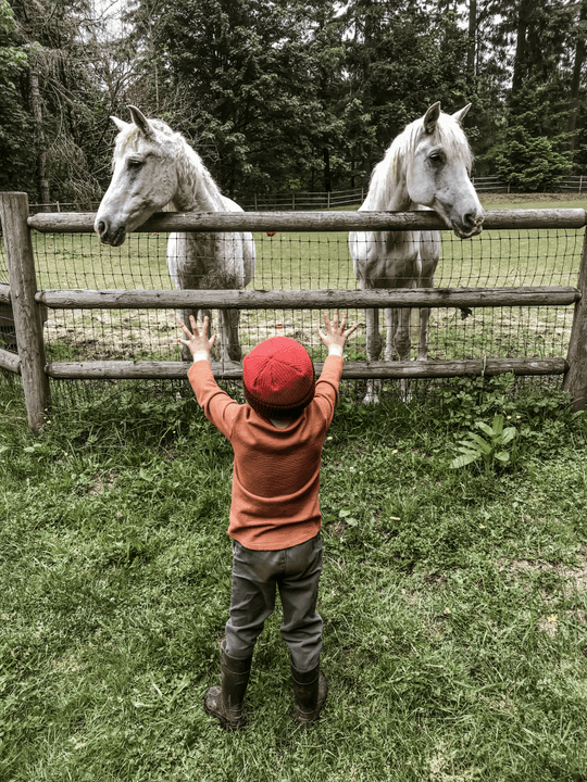 At Nonprofit, we believe in the healing bond between children and horses. Our equine therapy programs are designed to foster emotional growth, confidence, and resilience. Through guided interactions, children learn to communicate, build trust, and develop essential life skills while engaging with our gentle and nurturing horses. Empowering Through Connection What We Do equine therapy for children