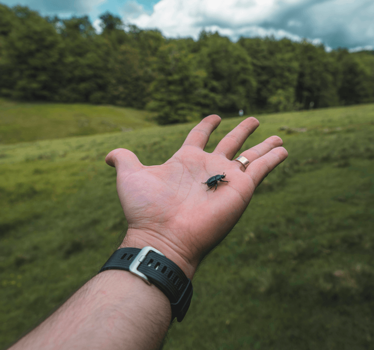 Provide rich educational resources to help children learn about insect knowledge and the importance of protecting the environment. educational resources Our mission Give young children to explore various different types of insects