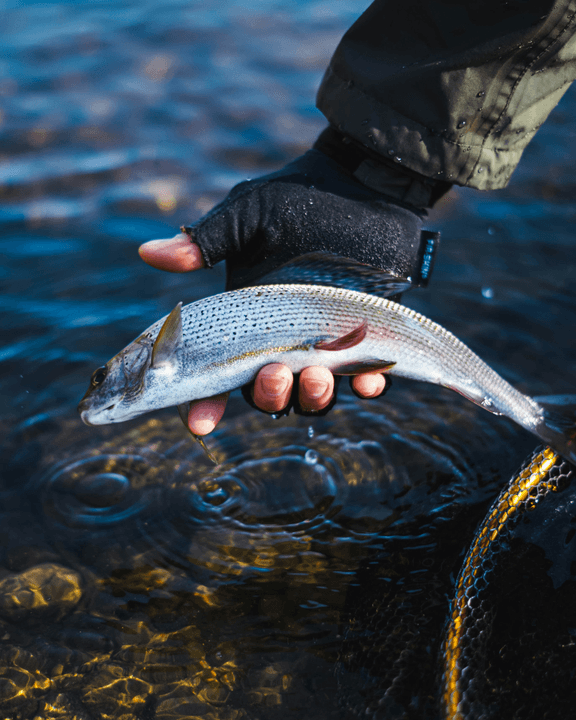 Section image