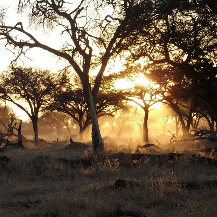 Conquer Africa's iconic peaks with our thrilling mountain climbing expeditions. Whether you're a seasoned climber or a beginner, our team will support you every step of the way. Immerse yourself in breathtaking views and the rich cultures that surround these majestic mountains. Mountain Climbing Expeditions What We Offer African Elephant Tours and Safaris is an African safari offering a full service for safaris and Mountain climbing expeditions, and beach holidays throughout Africa