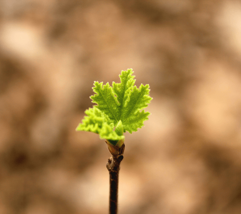 At Community Learning Hub, we prioritize creating an inclusive and nurturing environment where children and families can thrive. Our classes and workshops encourage exploration, creativity, and mutual respect, fostering a strong sense of community and belonging. Inclusive Learning Environment What We Offer A collective of educators offering classes, workshops, and events for children, families, and community building. A  homeschool co op and resource sharing network for causes aligned with social impact, self reliance, and a culture of vibrant creativity, interconnection, resourcefulness, and service.