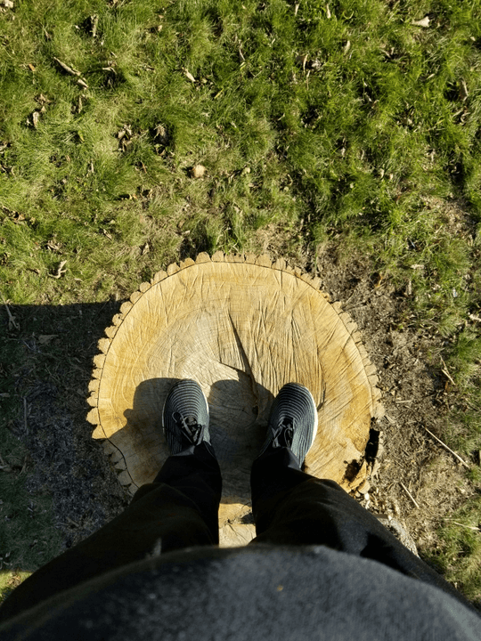 Professional stump grinding Northern Michigan