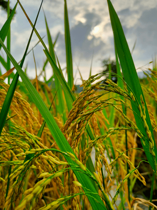 We ensure an efficient collection and adequate storage of our products to guarantee their freshness and quality before their transformation. Collection and storage Our Mission We do production, collection, storage, transformation and marketing of products including coffee, cocoa, rubber, palm, food crops, livestock products and other agricultural products of the members.