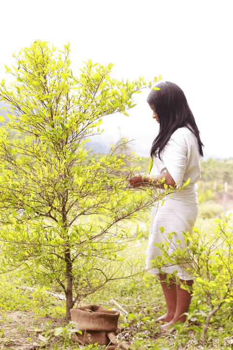 — Rina Patel, Conservationist “Plant Native Trees has transformed degraded lands into thriving ecosystems. Their dedication to native species is helping restore our natural heritage.” Our supporters and partners have helped us plant over 3,000 native trees across India 🌳 Plant Native Trees
Native trees, local hands — one tree at a time
We began at Prrana Farm in Alibaug, coastal Maharashtra, planting Banyan, Pimpal, Mahua, Desi Badam, Haldu, and native Ficus varieties. These are not ornamental plantings. These are keystone species — some of them endangered — that once defined the landscapes of this land.
But this is just the beginning.

🎯 Our Goal
10,000 trees over the next 5 years — starting in coastal Maharashtra and expanding across India, region by region.
As these trees mature over decades, they will sequester thousands of tons of CO₂, cool the land, enrich the soil, and bring back the birds, insects and wildlife that belong here.

🤝 How We Work
We plant on roadsides, government land, forest land, and private farmland.
Where we work with farmers, our exchange is simple — for every native tree they allow us to plant on their land, we give them one fruit tree in return. The farmer gains. The land gains. Everyone wins.