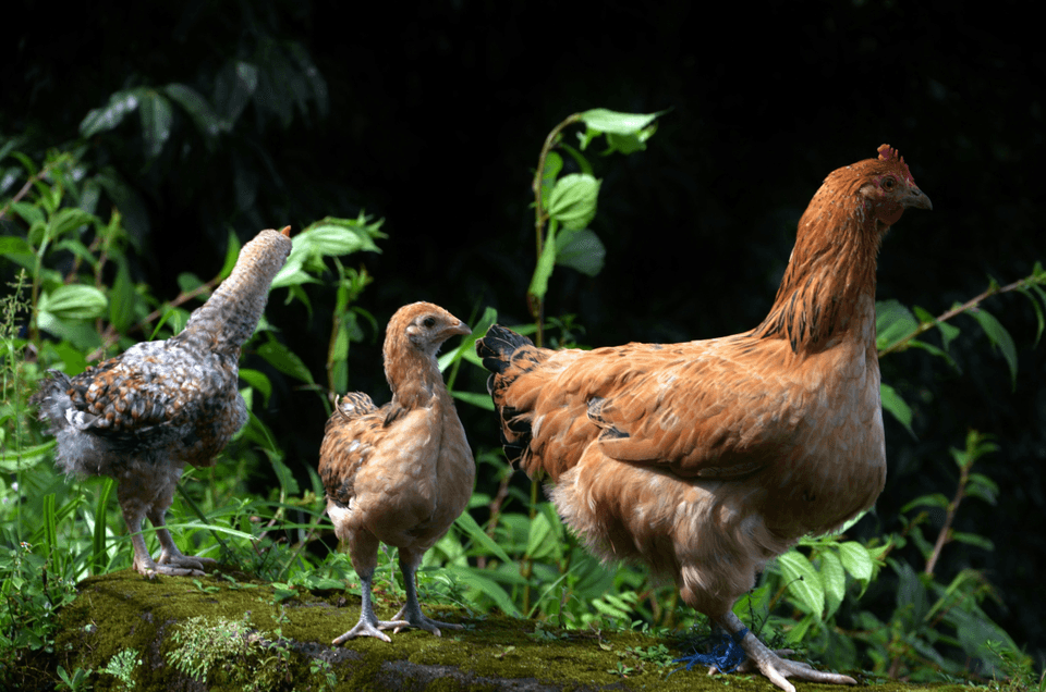 Section image