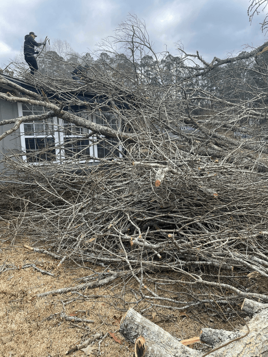 Professional brush removal Northern Michigan