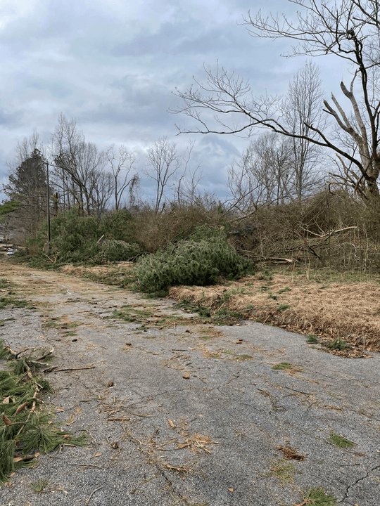 Brush Removal Experts Traverse City