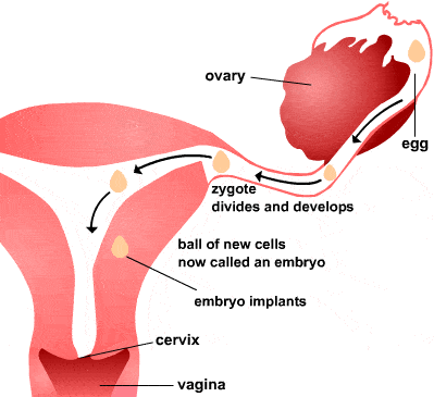 BIOL - Reproduction in Human - biology reproduction ...
