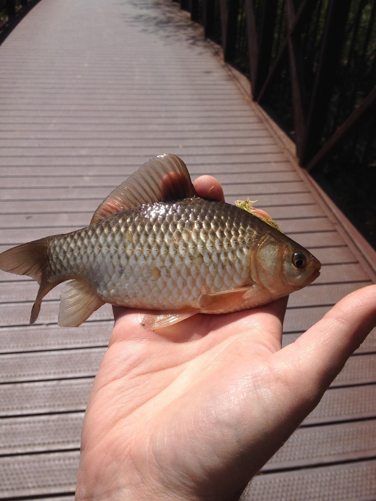 gyeonji fishing rod for sale