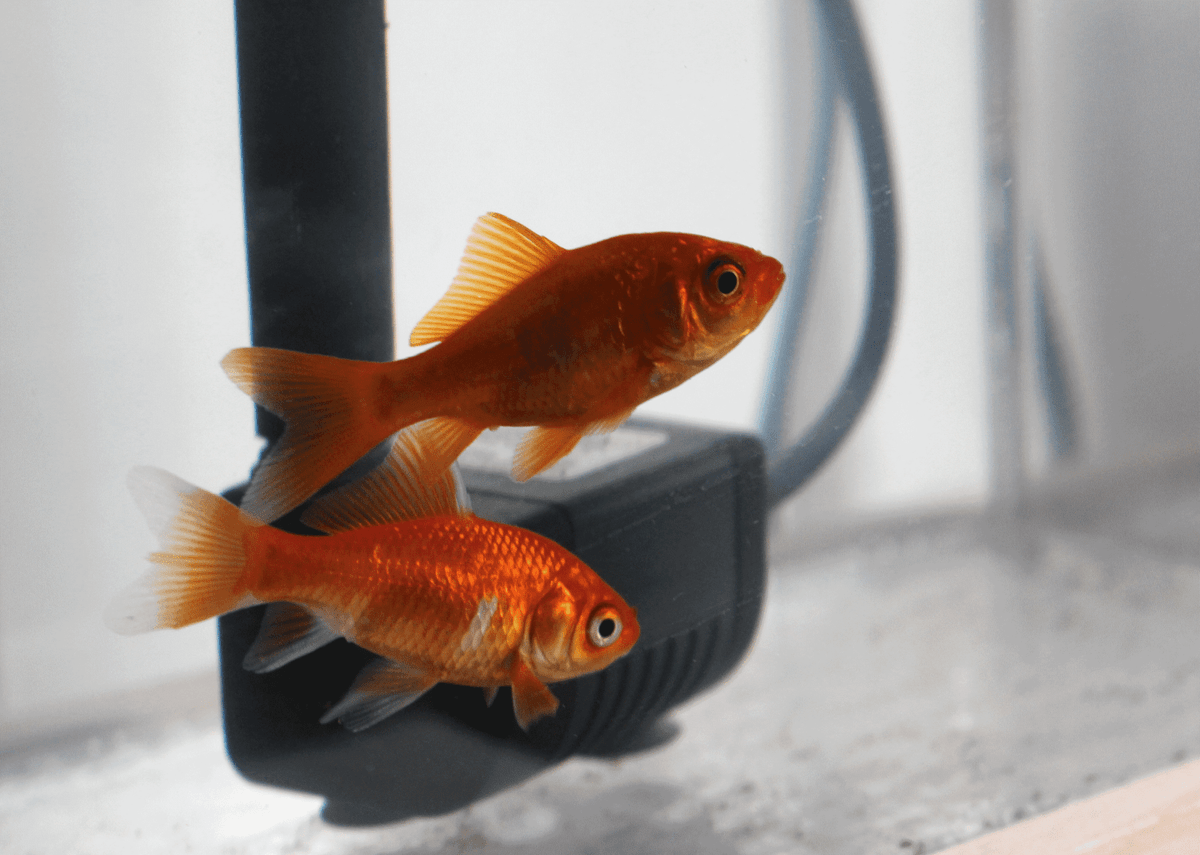 Comment Nourrir Mes Poissons Aquaponie Potarium Nourrir Ses Poissons Nourriture Poissons Poissons Rouges